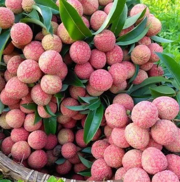 Vải thiều Lục Ngạn
