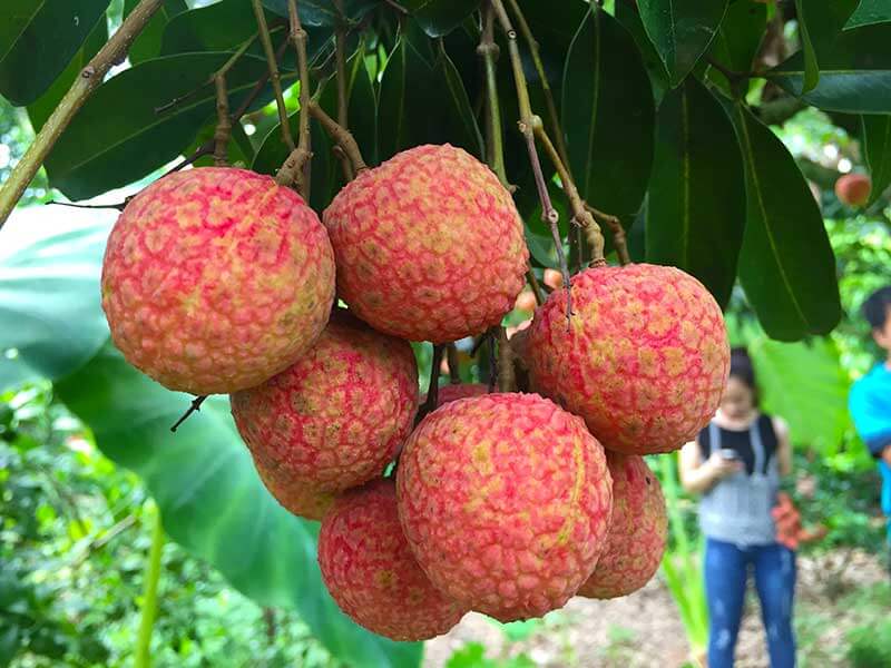 Công dụng kỳ diệu của quả vải đối với sức khỏe và sắc đẹp