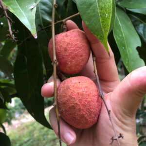 quả vải
