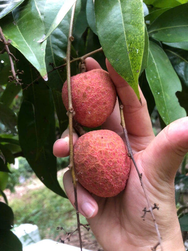 quả vải